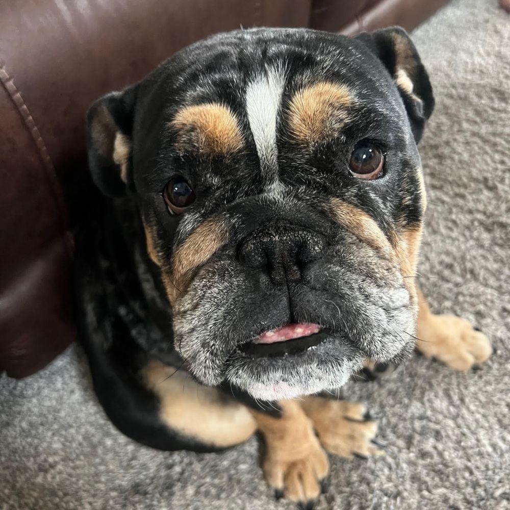 Enlarge Cookie, an adoptable English Bulldog in Barrington, IL image 5/5