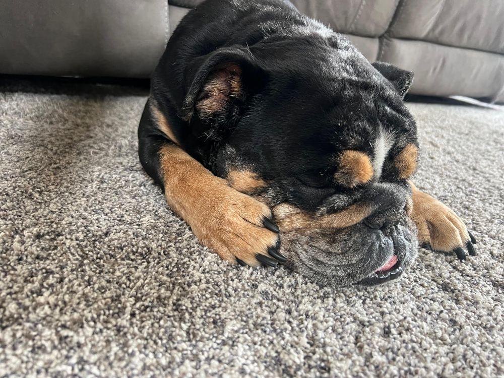 Enlarge Cookie, an adoptable English Bulldog in Barrington, IL image 2/5