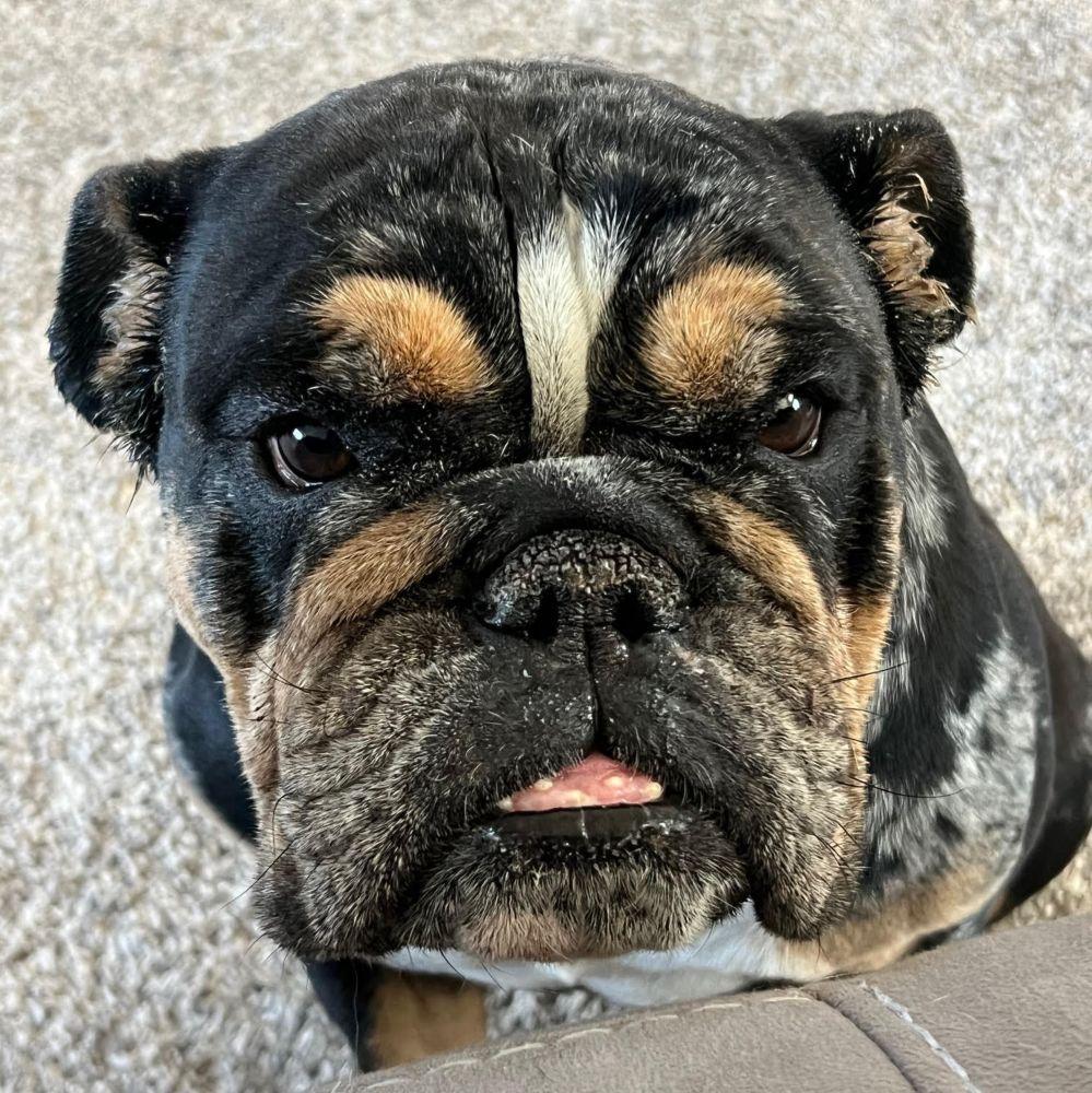 Enlarge Cookie, an adoptable English Bulldog in Barrington, IL image 4/5