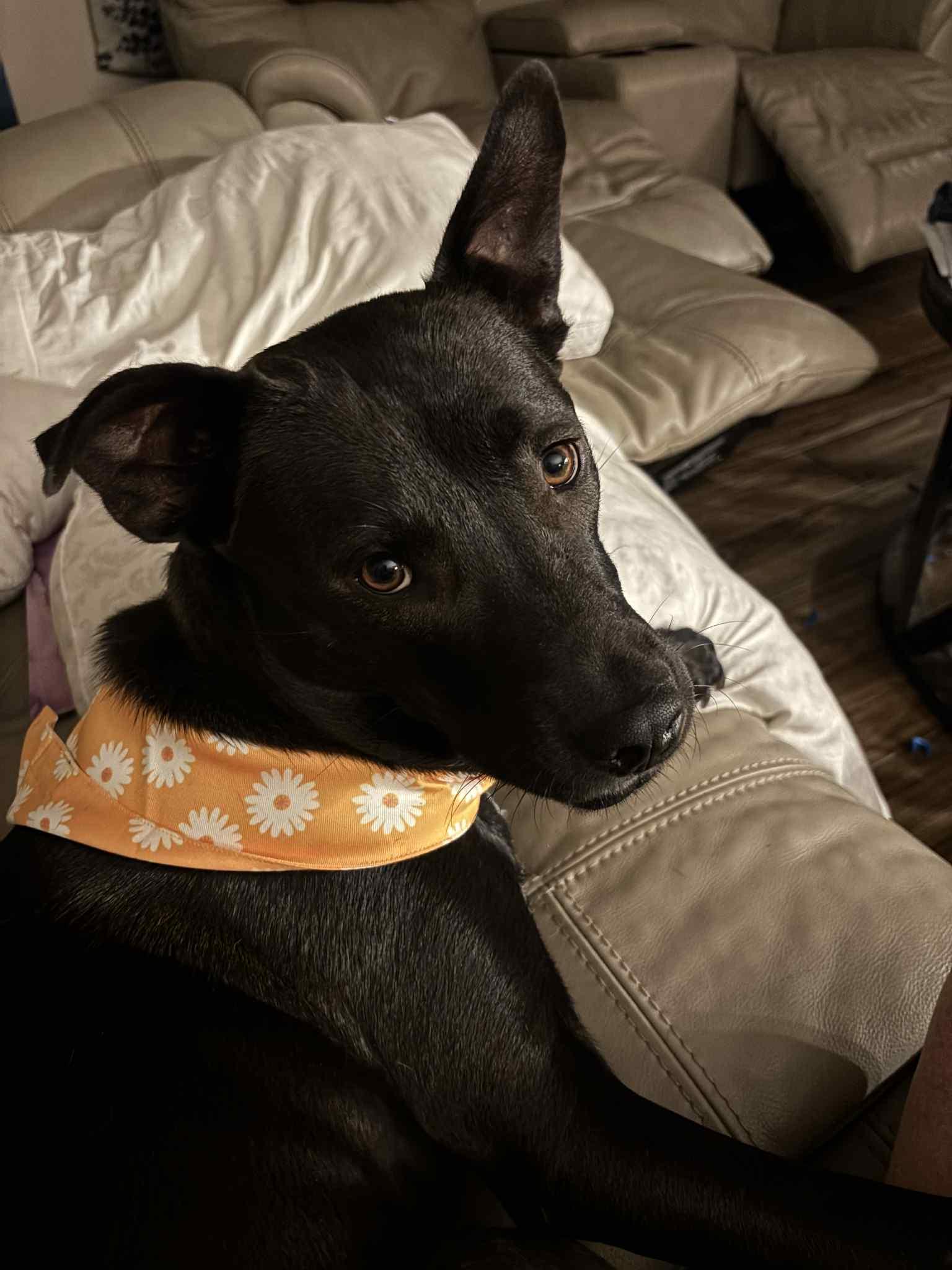 Valerie, a Adoptable mixed breed in New Cumberland, WV image 3/5