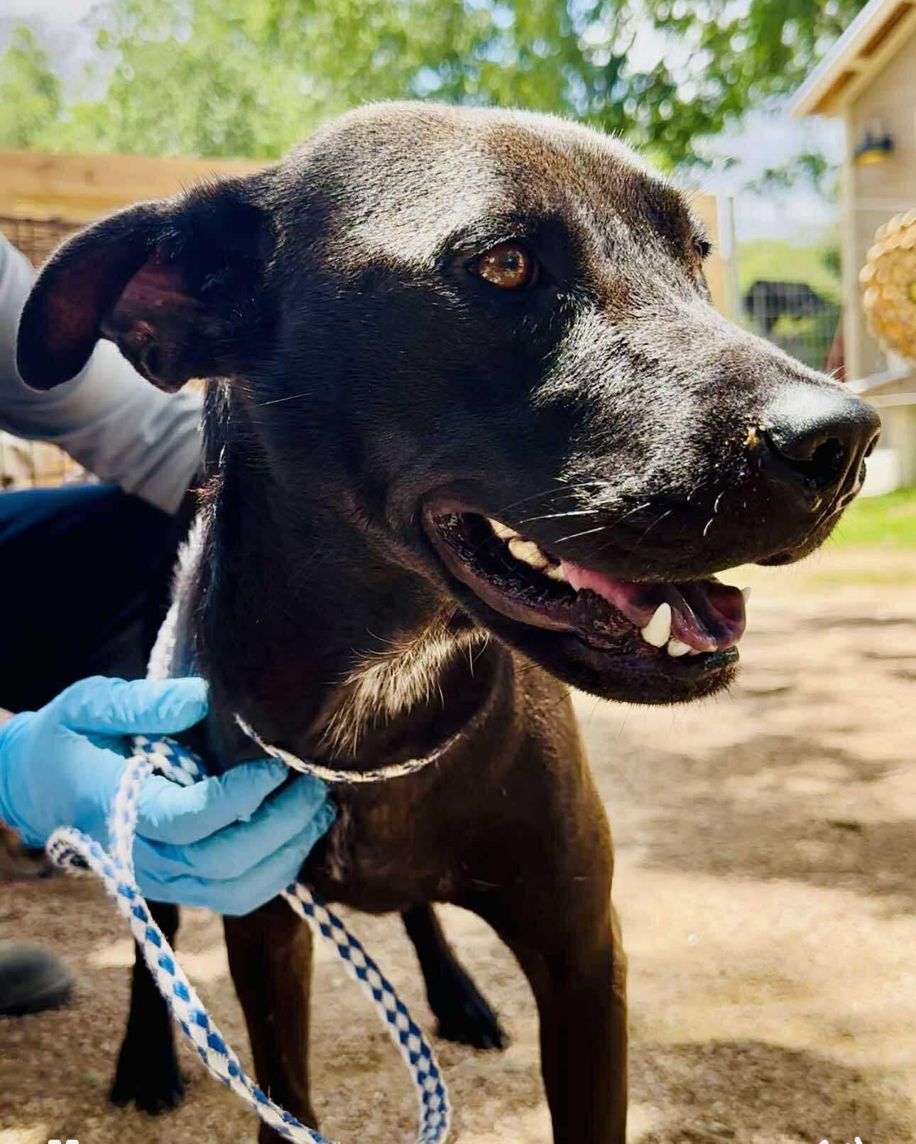 Valerie, a Adoptable mixed breed in New Cumberland, WV image 2/5