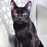 Cookie--Adoptable with Vet Care Support for Life! photo 7