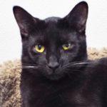 Cookie--Adoptable with Vet Care Support for Life! photo 8