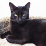 Cookie--Adoptable with Vet Care Support for Life! photo 10