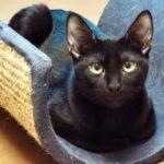 Cookie--Adoptable with Vet Care Support for Life!