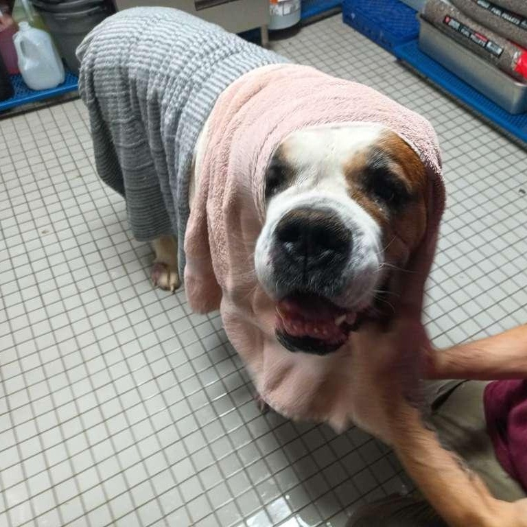 Enlarge Beethoven, an adopted Saint Bernard in North Haven, CT image 5/5