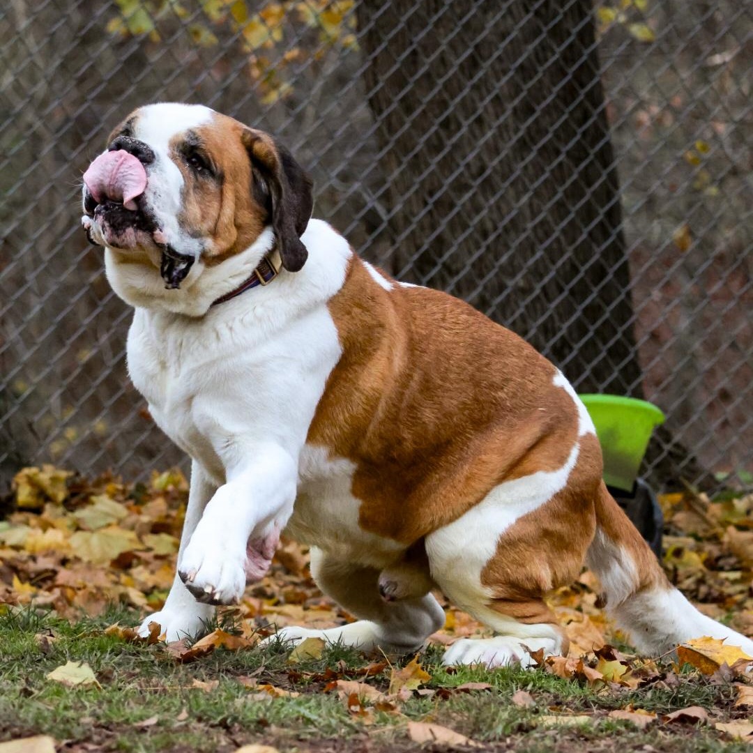 Enlarge Beethoven, an adopted Saint Bernard in North Haven, CT image 3/5