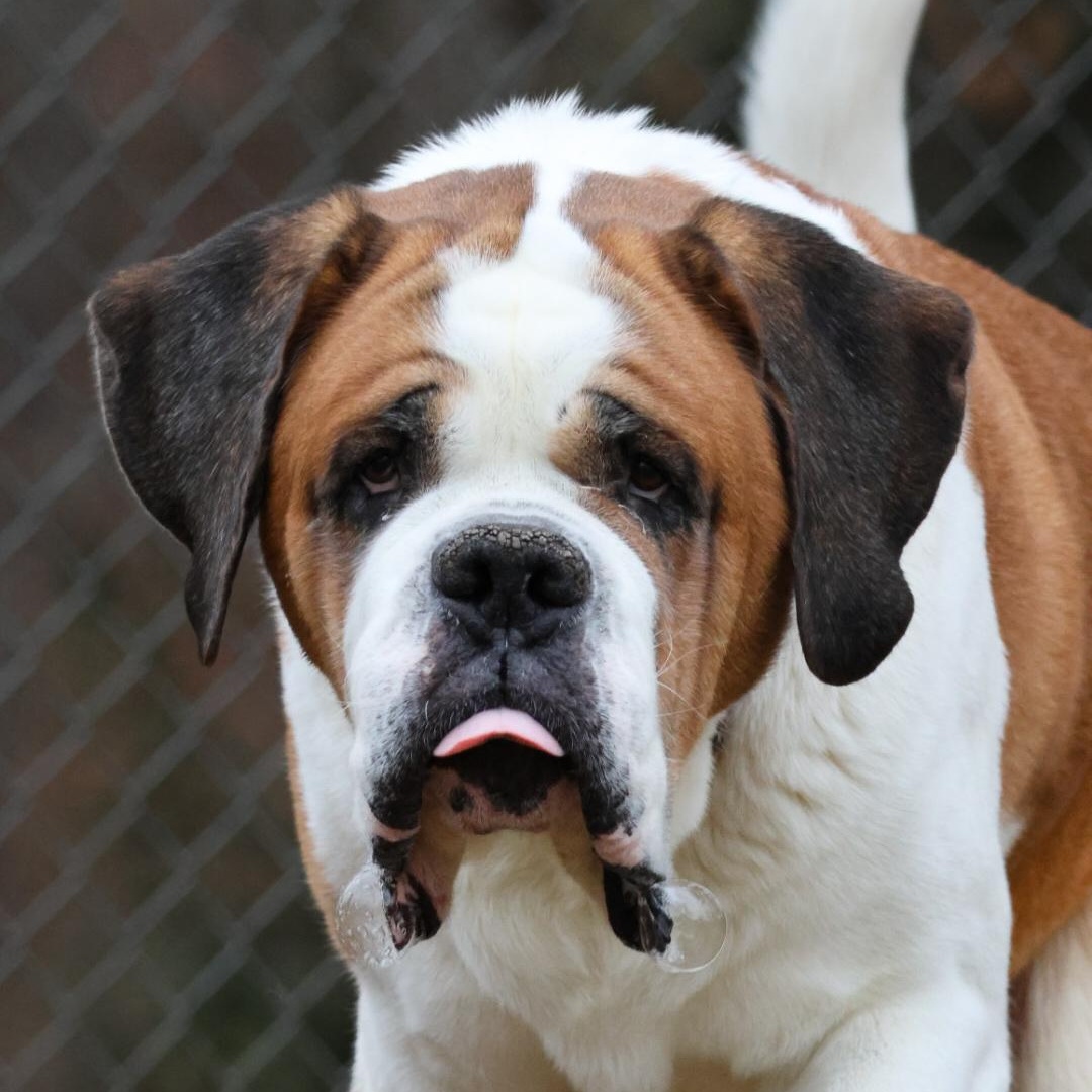 Enlarge Beethoven, an adopted Saint Bernard in North Haven, CT image 2/5