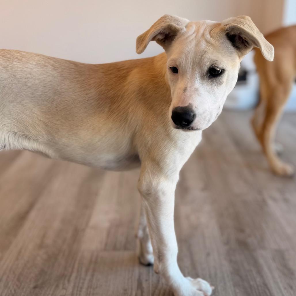 Amara, Adoptable, Puppy Female Catahoula Leopard Dog & Mixed Breed.
