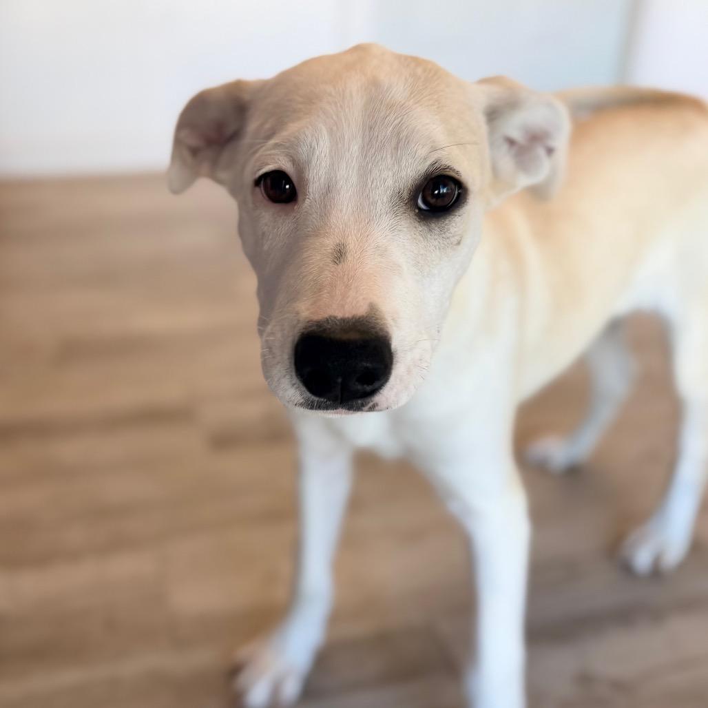 Enlarge Amara, a Adoptable mixed breed in Green Bay, WI image 2/6