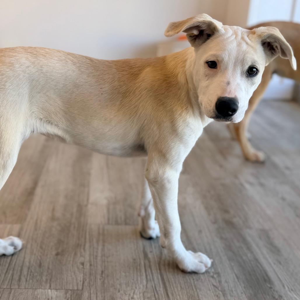 Enlarge Amara, a Adoptable mixed breed in Green Bay, WI image 3/6