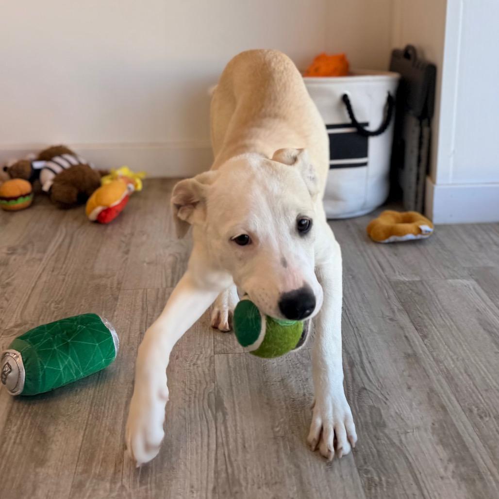 Enlarge Amara, a Adoptable mixed breed in Green Bay, WI image 4/6