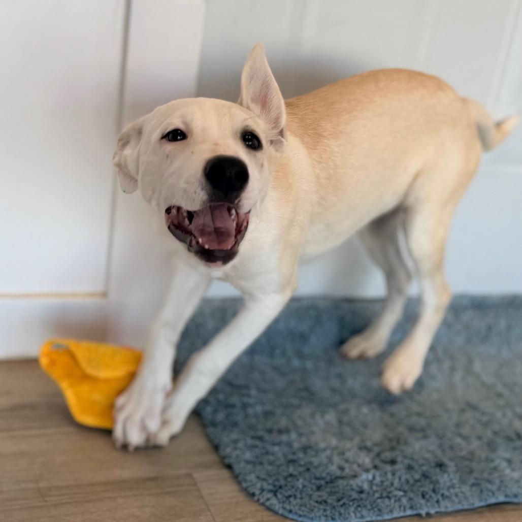 Enlarge Amara, a Adoptable mixed breed in Green Bay, WI image 5/6