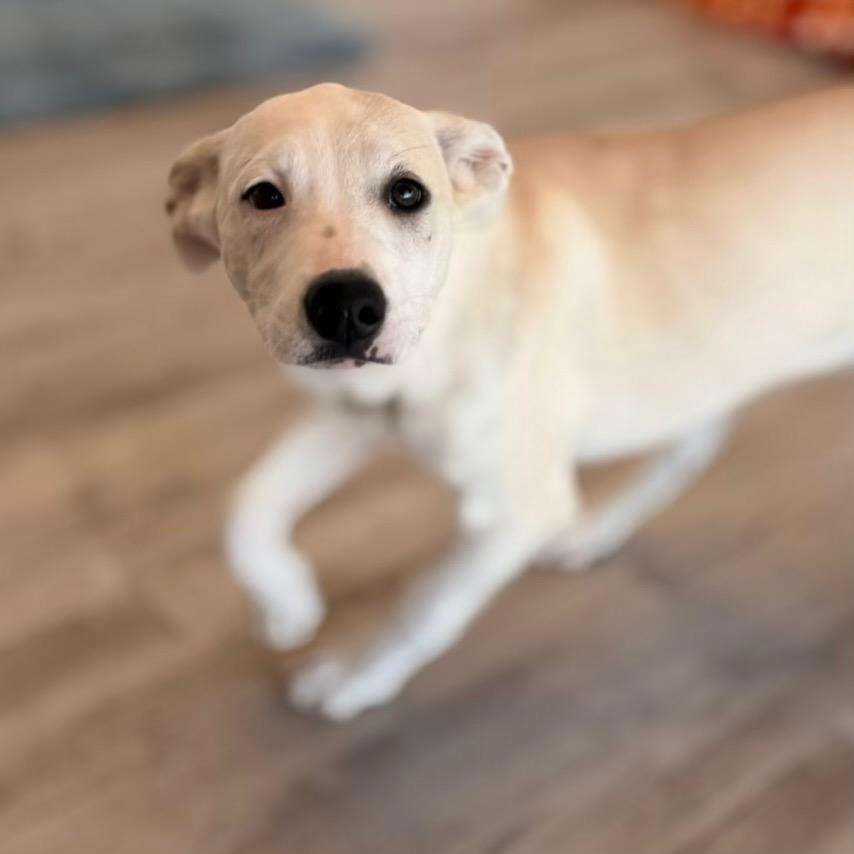 Enlarge Amara, a Adoptable mixed breed in Green Bay, WI image 6/6