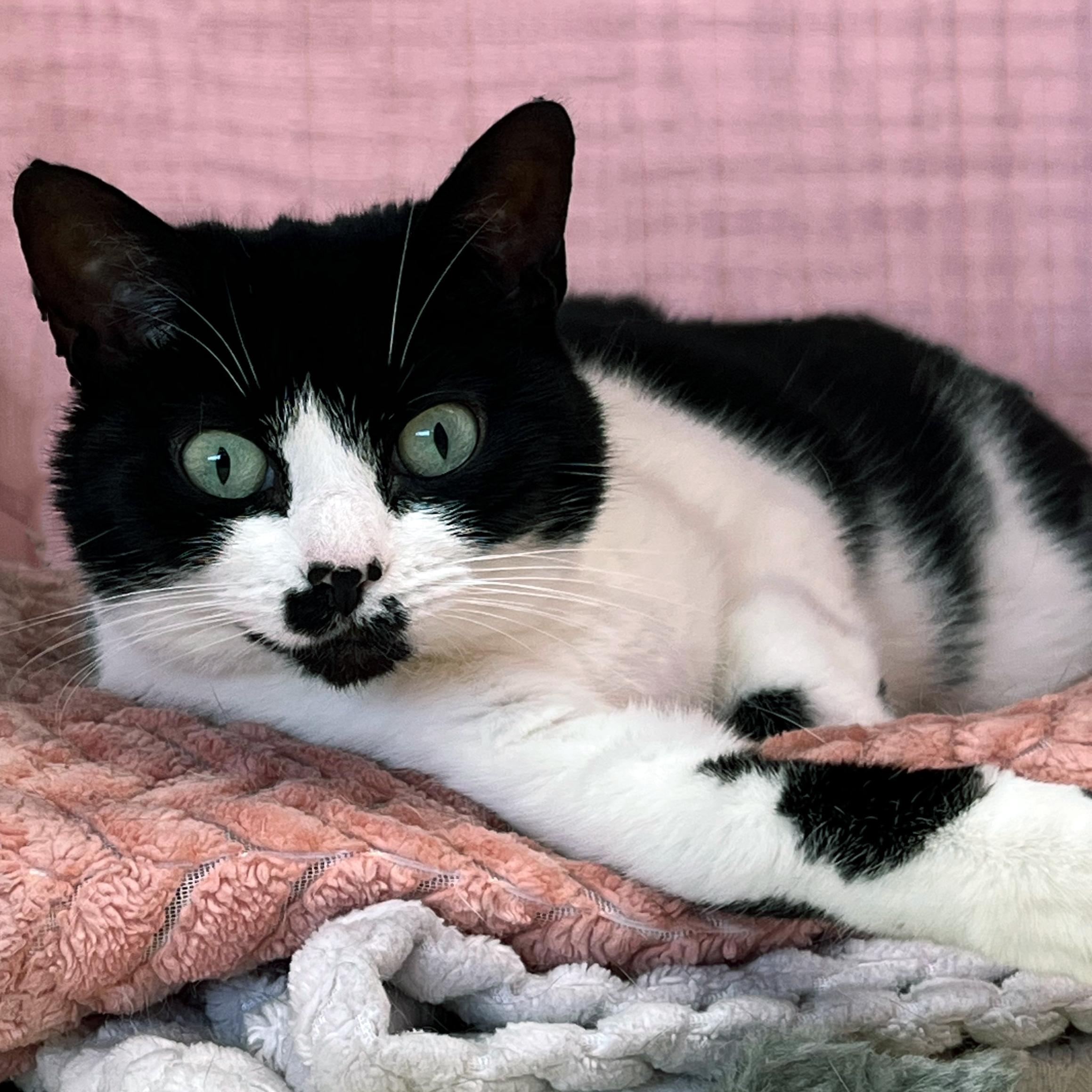 Enlarge Fantasia, a Adopted Domestic Short Hair in St. Louis, MO image 4/4
