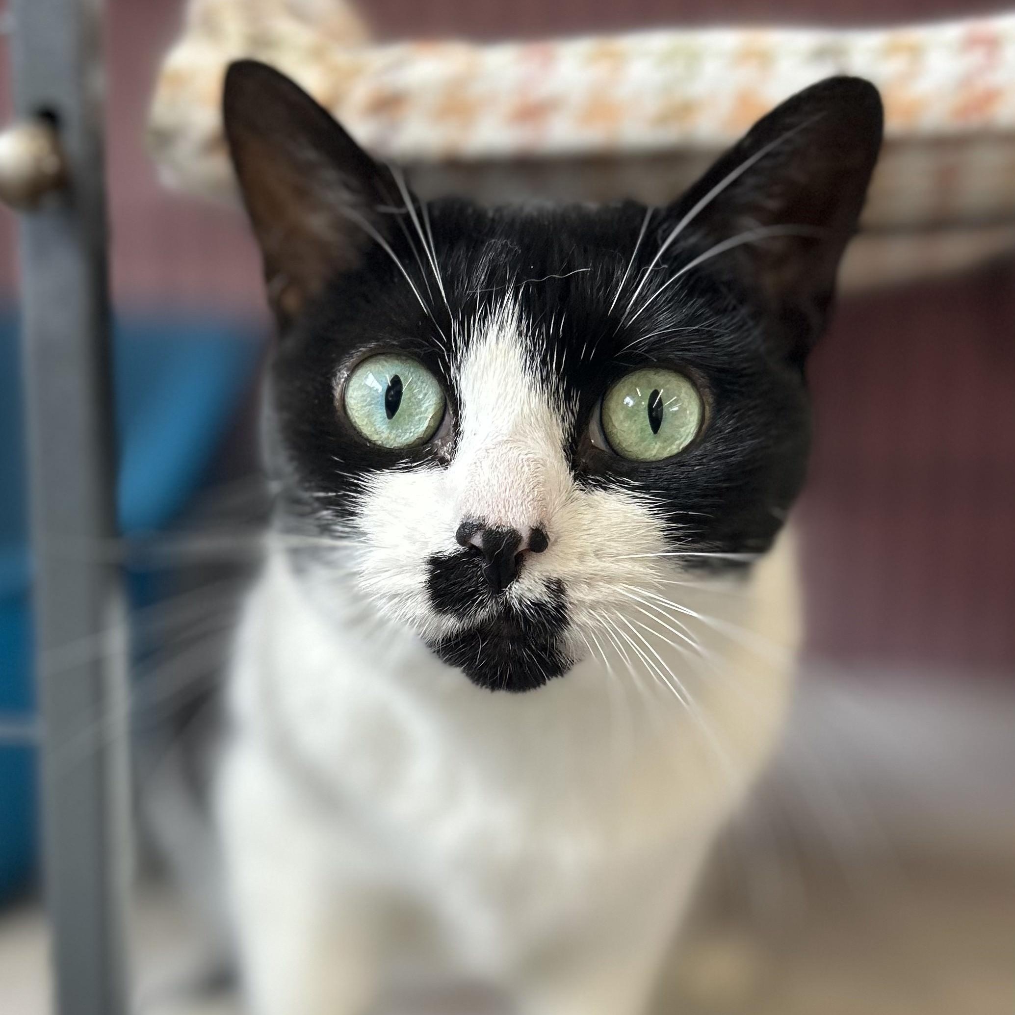 Fantasia, Adoptable, Adult Female Domestic Short Hair.