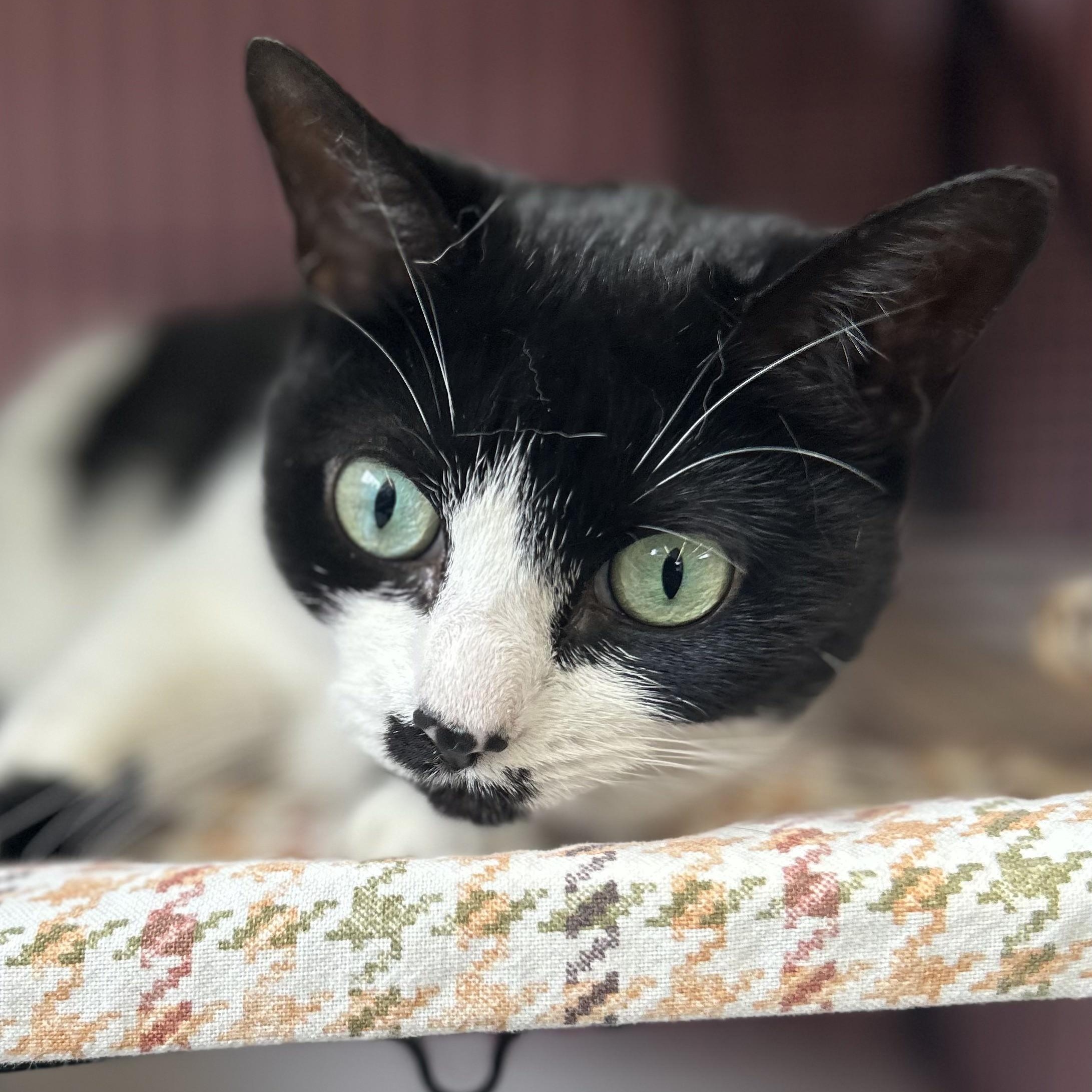 Enlarge Fantasia, a Adopted Domestic Short Hair in St. Louis, MO image 2/4