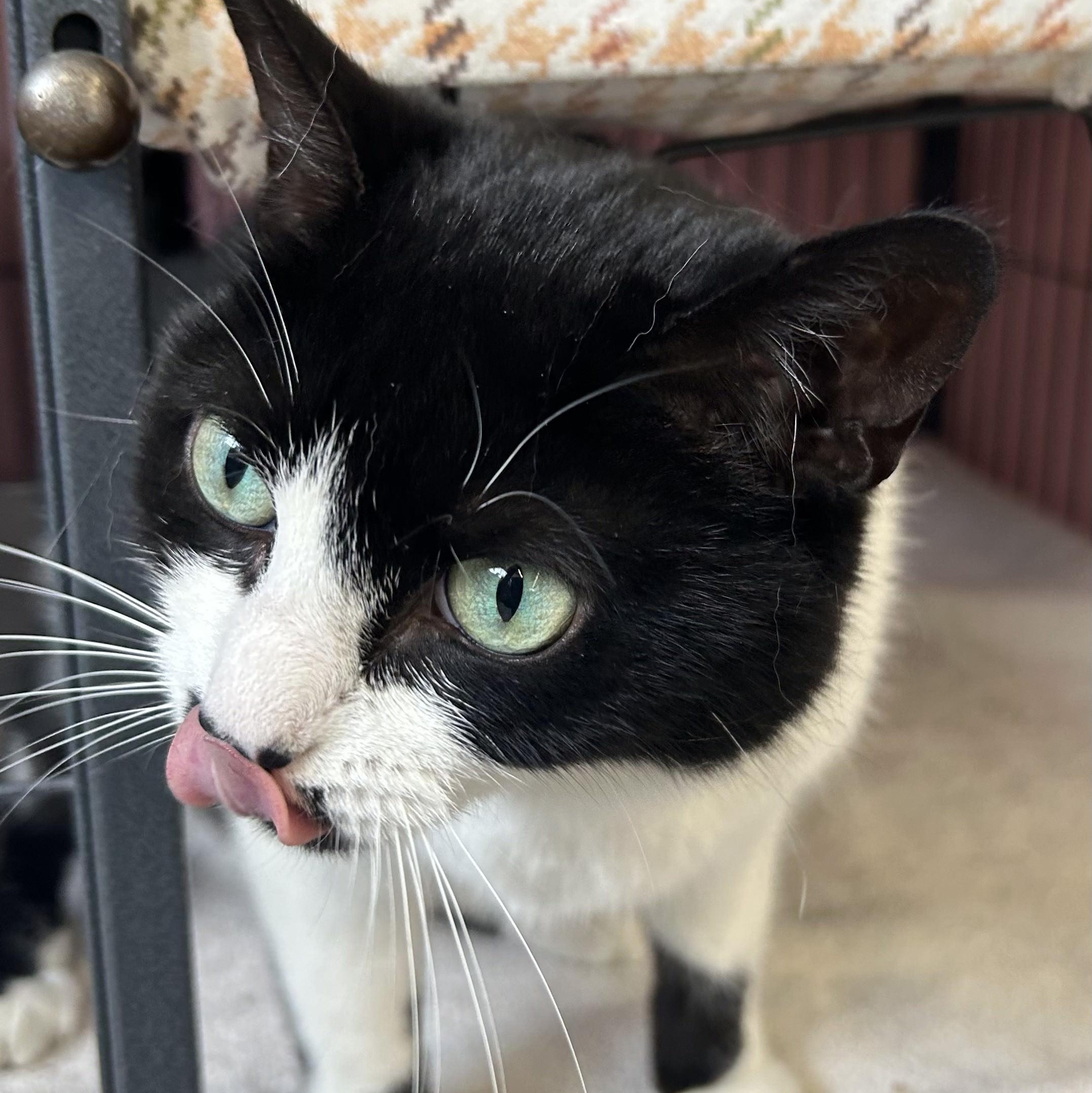 Enlarge Fantasia, a Adopted Domestic Short Hair in St. Louis, MO image 3/4