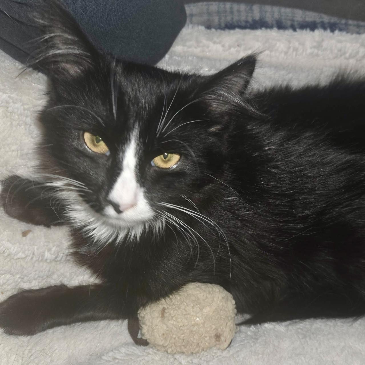 Enlarge Ethan, a Adopted Domestic Long Hair in Cranford, NJ image 3/6