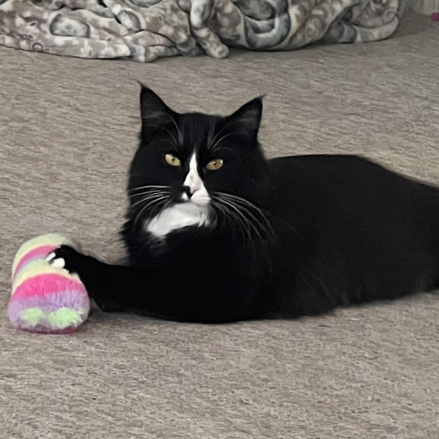 Ethan, Adopted, Young Male Domestic Long Hair.