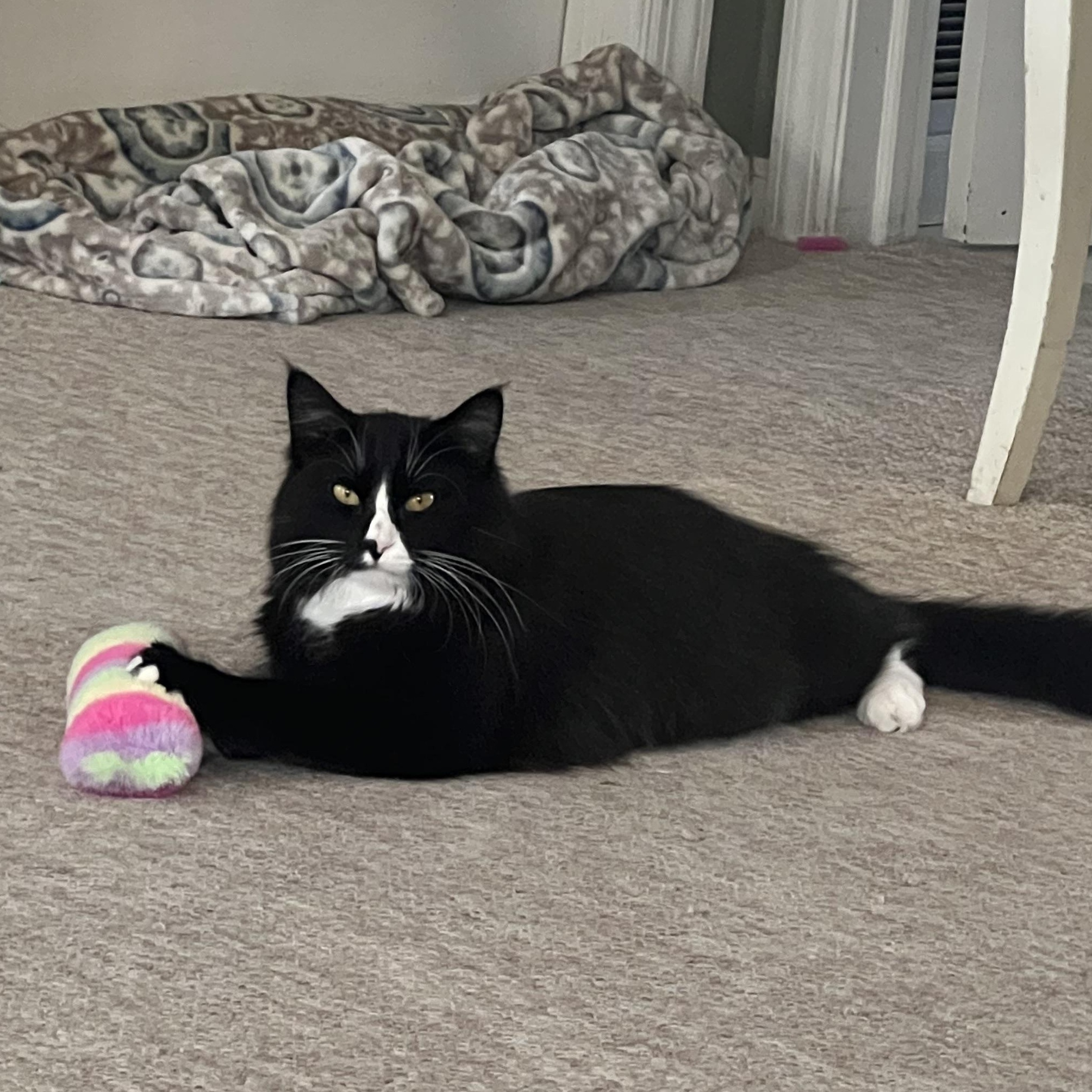 Enlarge Ethan, a Adopted Domestic Long Hair in Cranford, NJ image 6/6