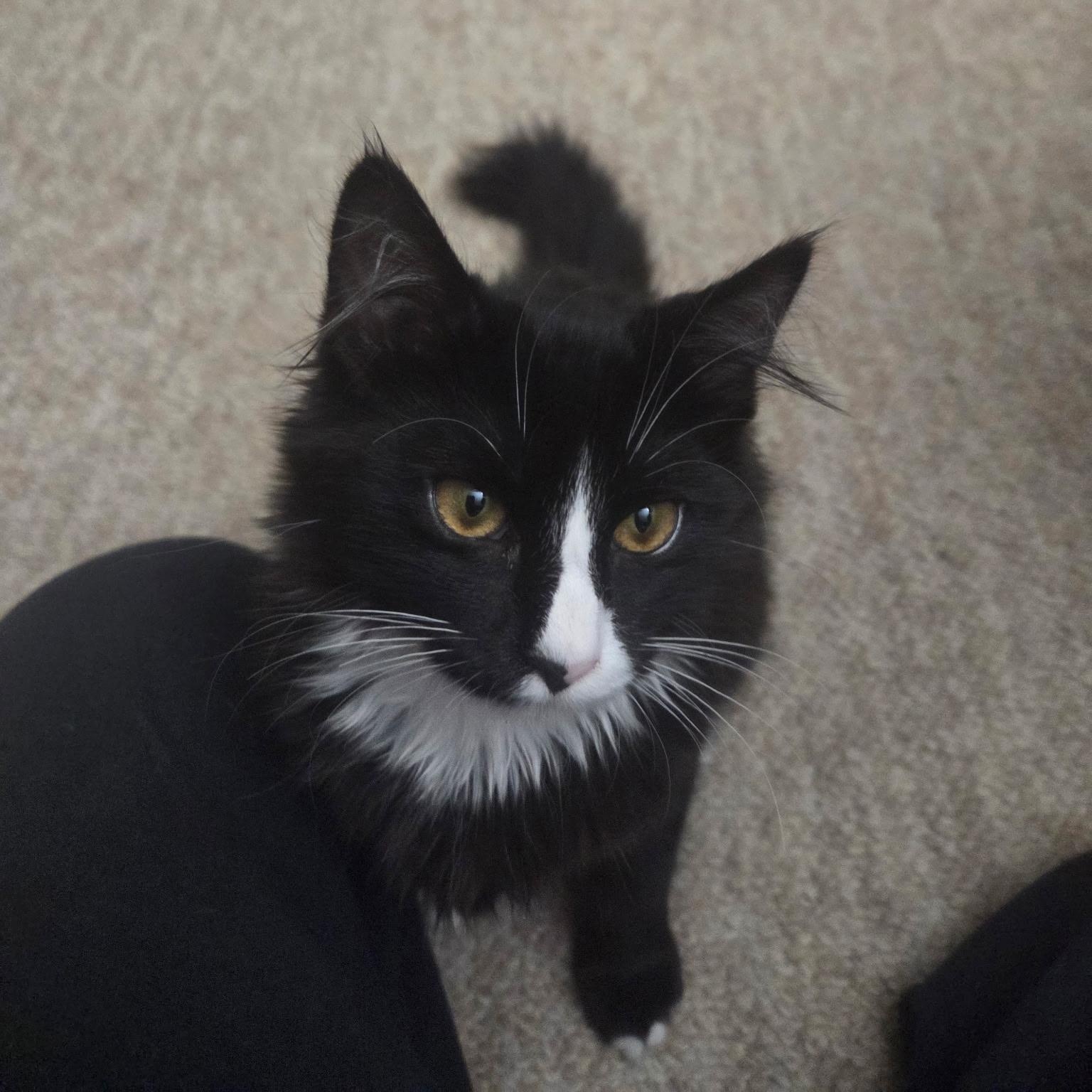 Enlarge Ethan, a Adopted Domestic Long Hair in Cranford, NJ image 4/6
