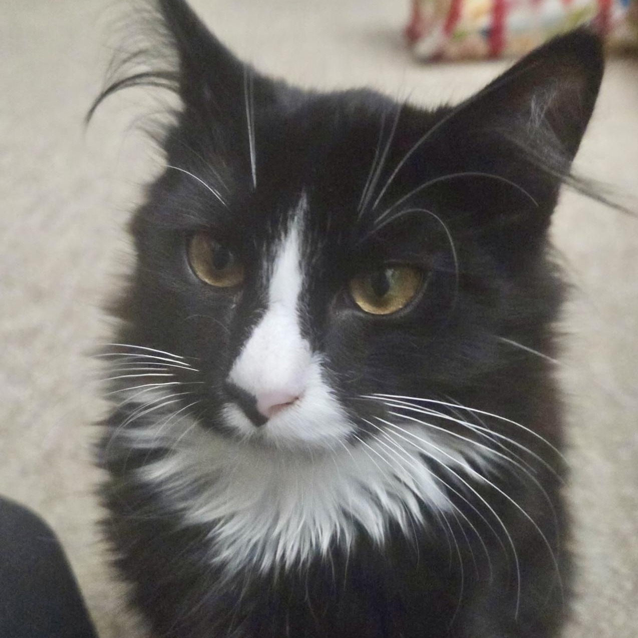 Enlarge Ethan, a Adopted Domestic Long Hair in Cranford, NJ image 5/6