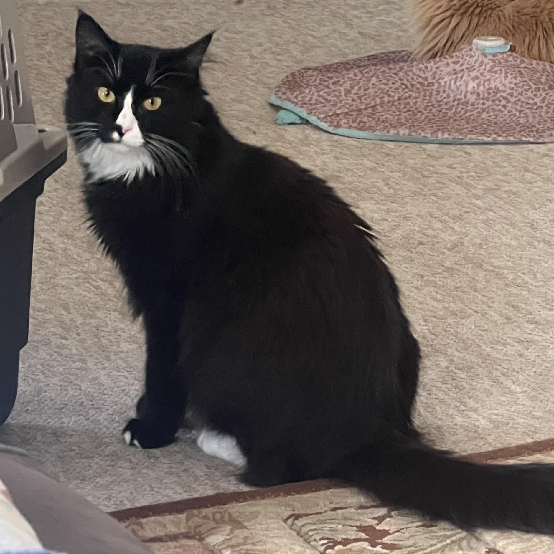 Enlarge Ethan, a Adopted Domestic Long Hair in Cranford, NJ image 2/6