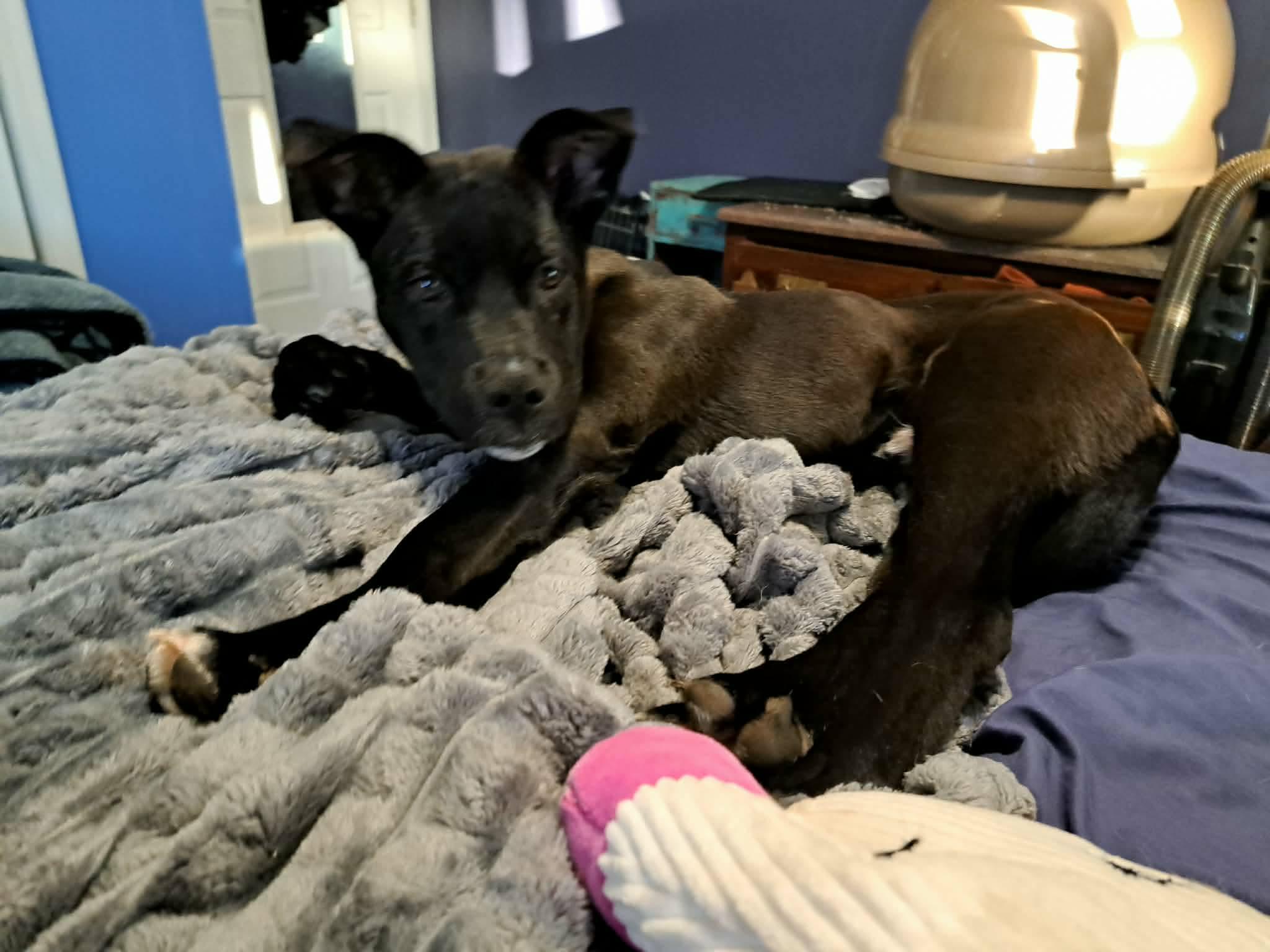 Enlarge Johnny, an adopted mixed breed in Grand Rapids, MI image 1/3