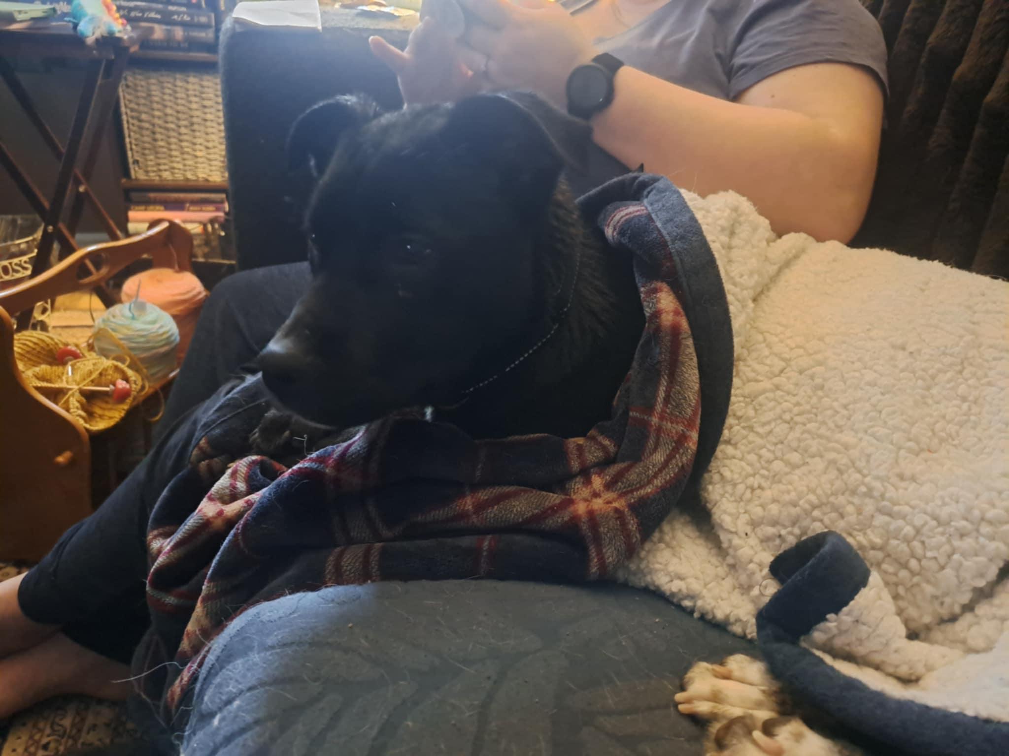 Enlarge Johnny, an adopted mixed breed in Grand Rapids, MI image 3/3