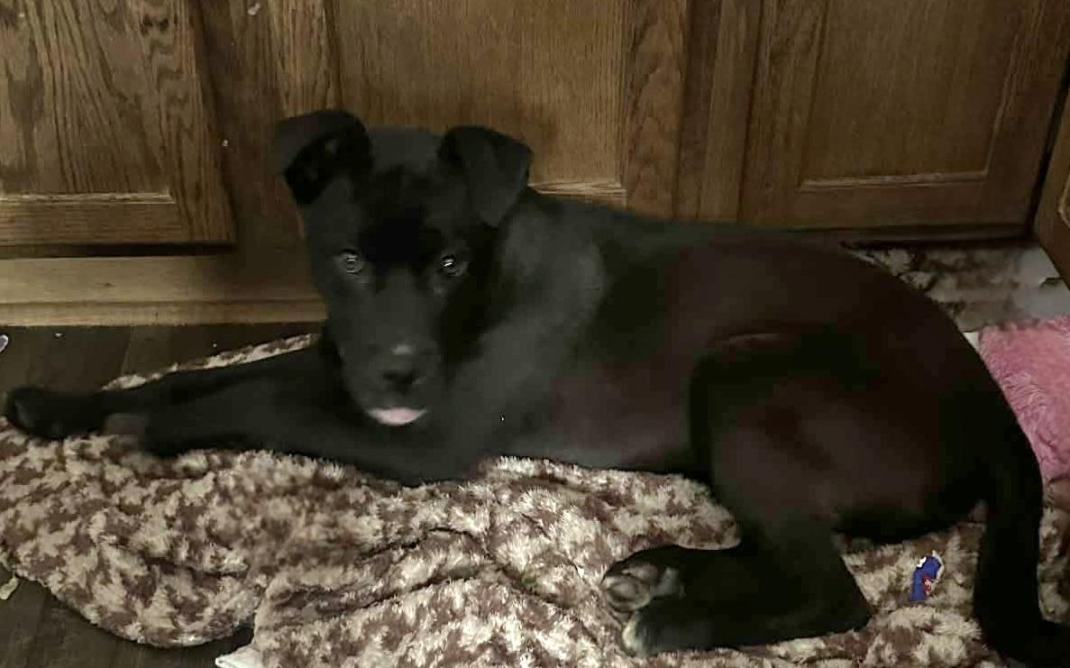 Johnny, ADOPTABLE, Puppy Male Akita.