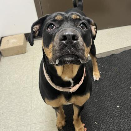 Enlarge Wriggly aka Tatiana, an adopted mixed breed in Dubuque, IA image 1/1