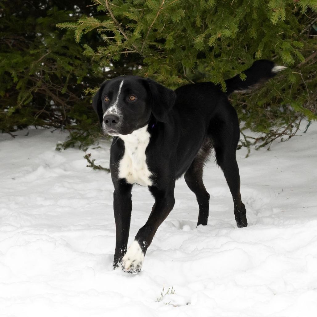 Enlarge Bolt, a Adoptable Mixed Breed in Erie, PA image 3/6