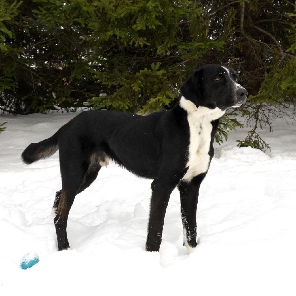 Enlarge Bolt, a Adoptable Mixed Breed in Erie, PA image 4/6