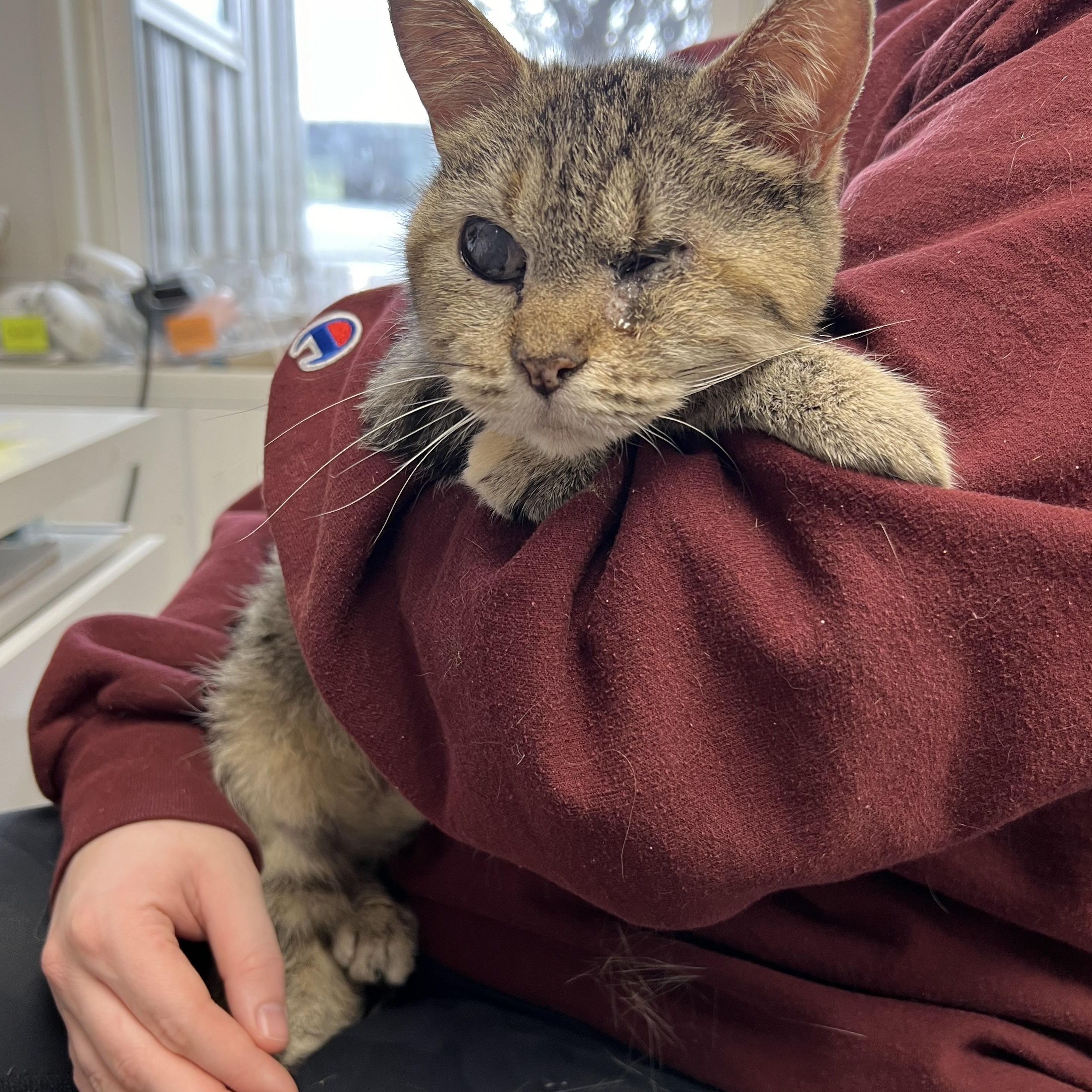 Enlarge Lacey, a Adoptable mixed breed in Spencer, IA image 1/1