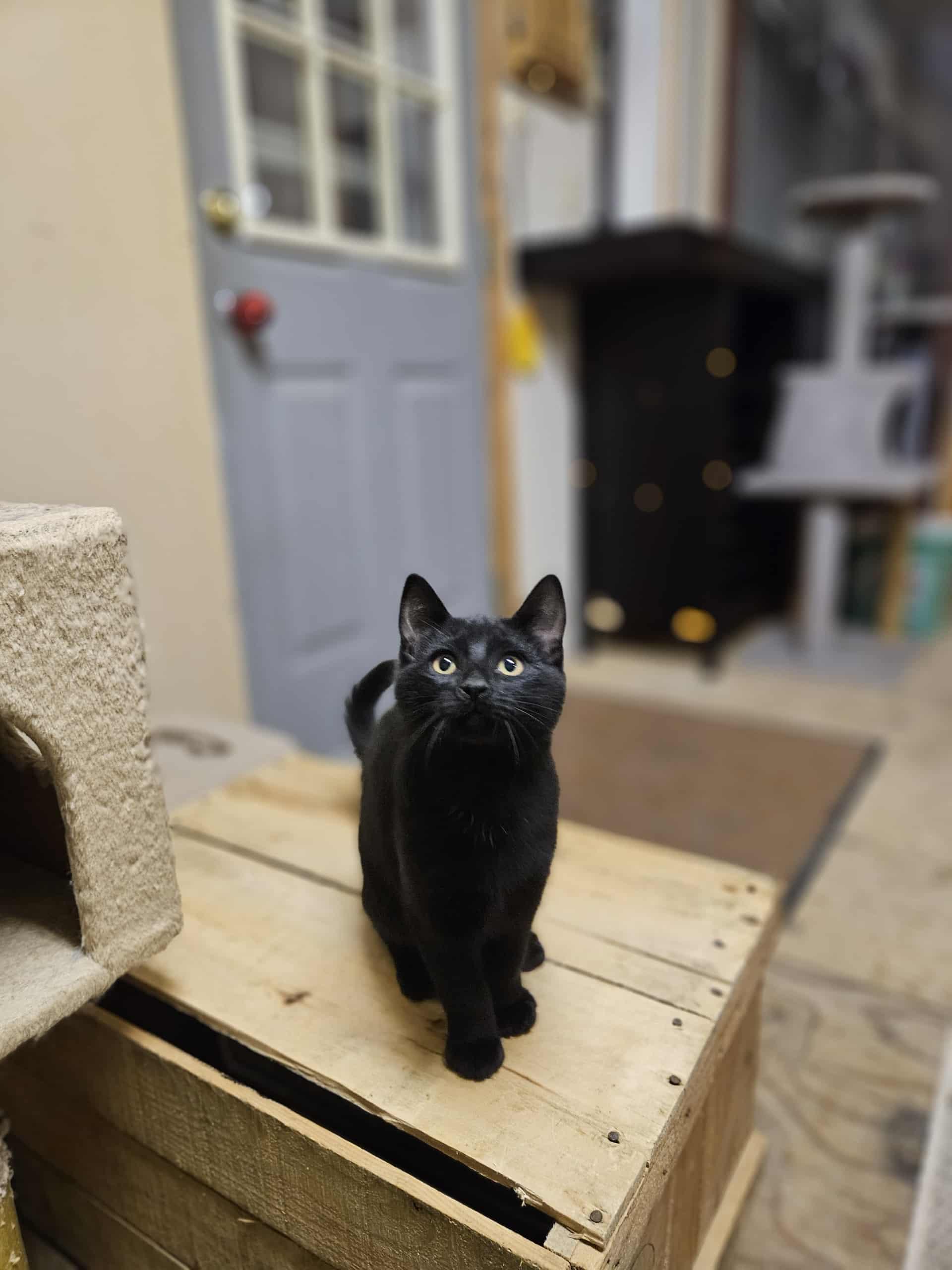 Newt, an adoptable Domestic Short Hair in Winnipeg, MB, R2L 0L6 | Photo Image 6