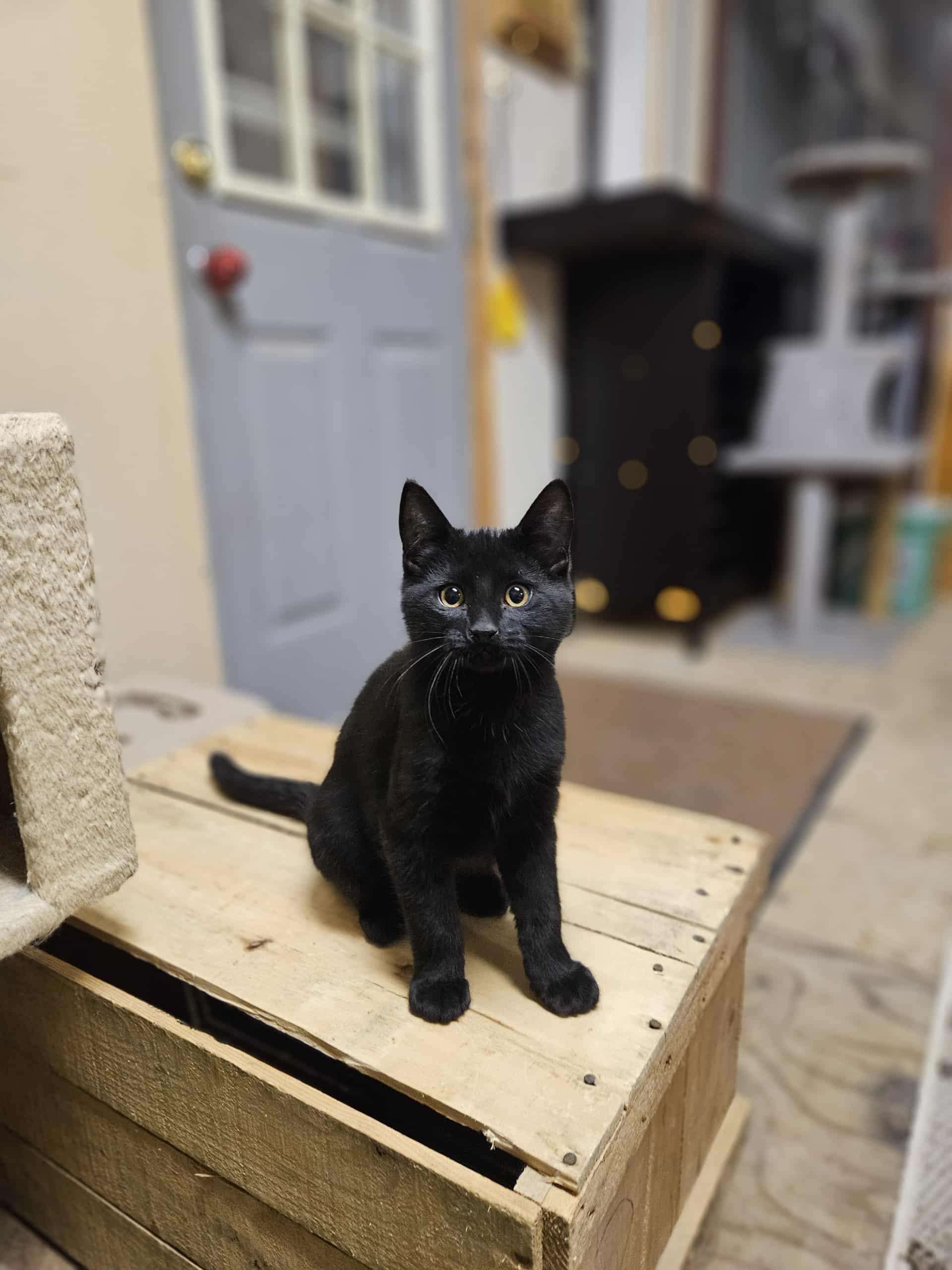 Newt, an adoptable Domestic Short Hair in Winnipeg, MB, R2L 0L6 | Photo Image 1