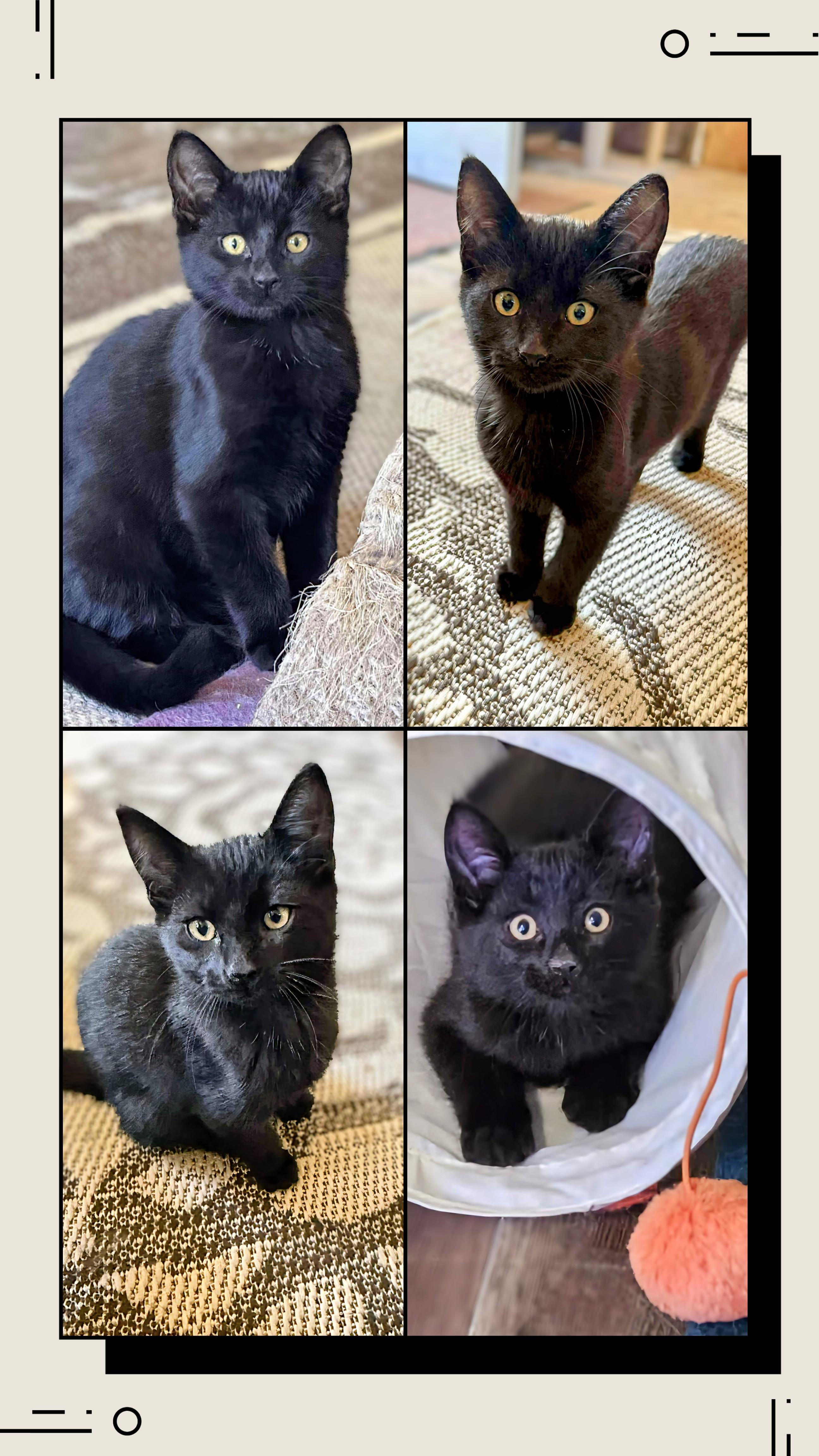 Newt, an adoptable Domestic Short Hair in Winnipeg, MB, R2L 0L6 | Photo Image 2