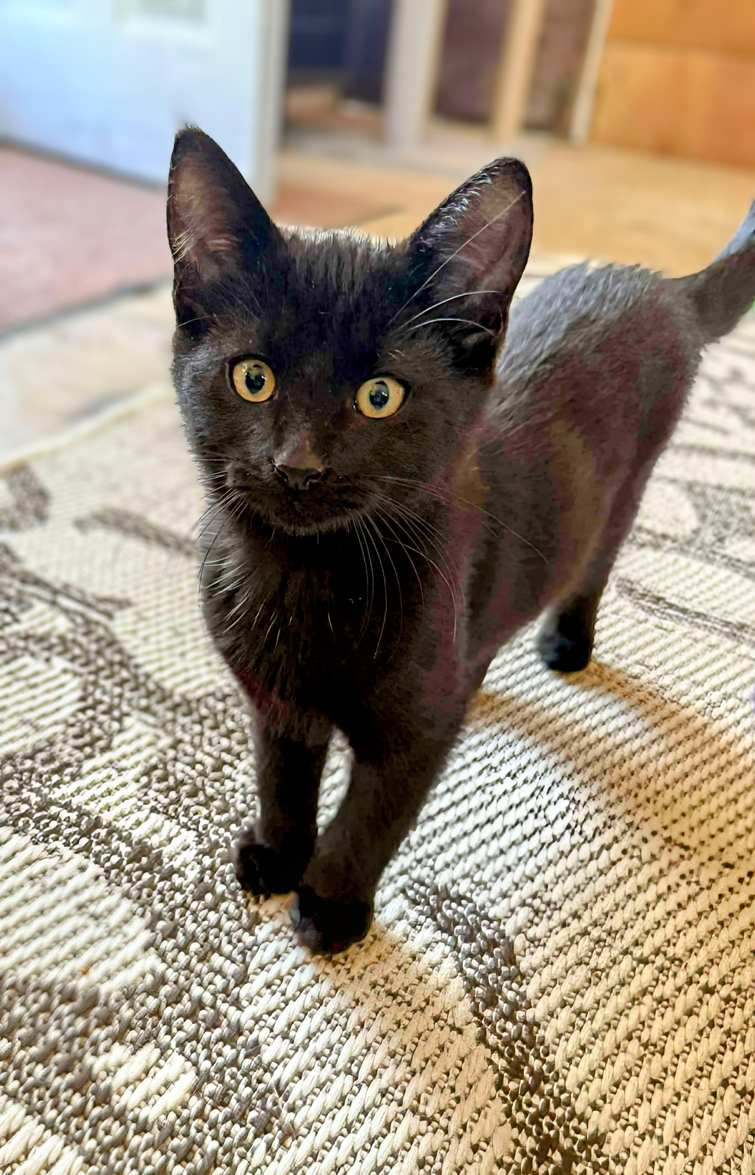 Newt, an adoptable Domestic Short Hair in Winnipeg, MB, R2L 0L6 | Photo Image 4