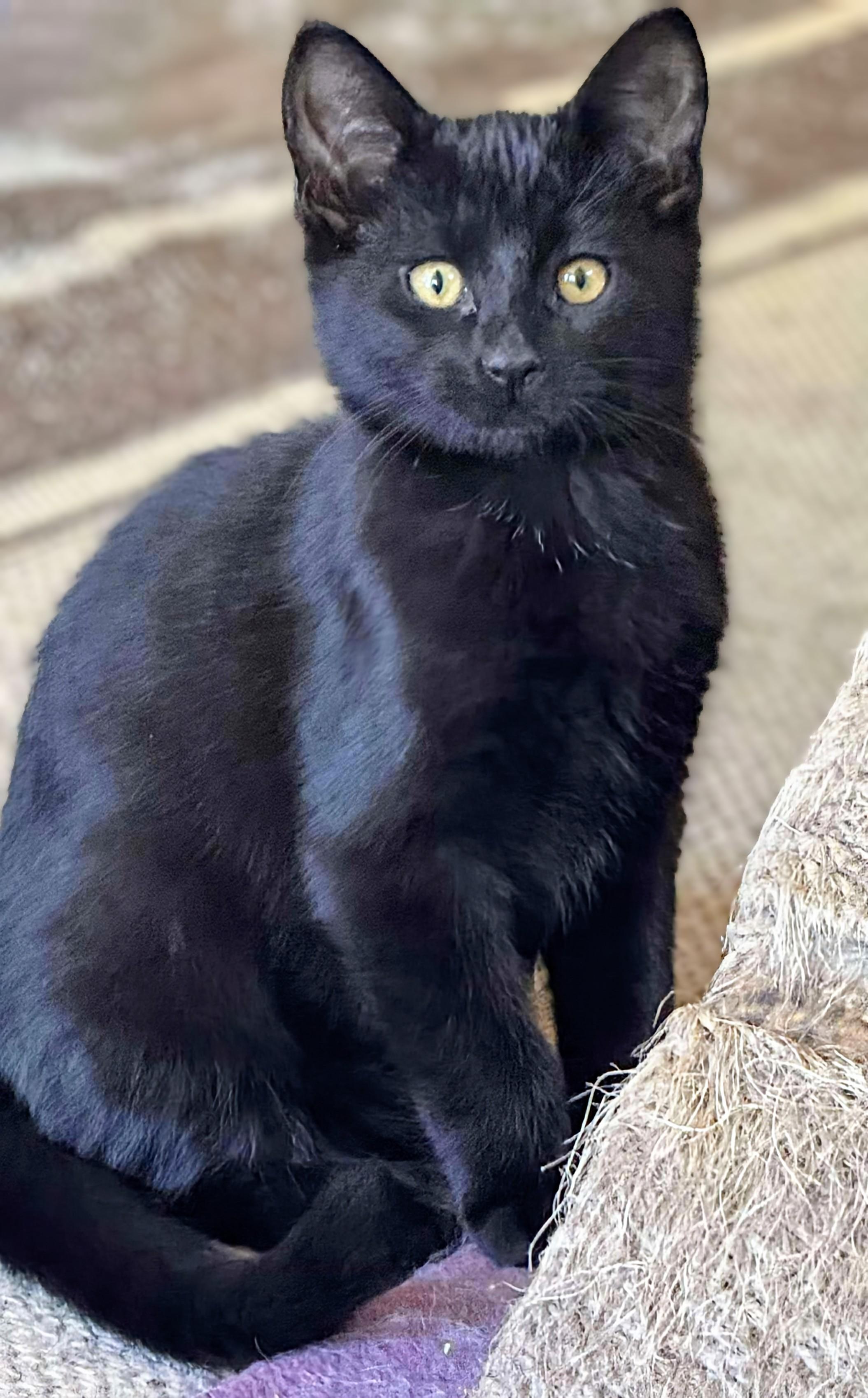 Newt, an adoptable Domestic Short Hair in Winnipeg, MB, R2L 0L6 | Photo Image 3
