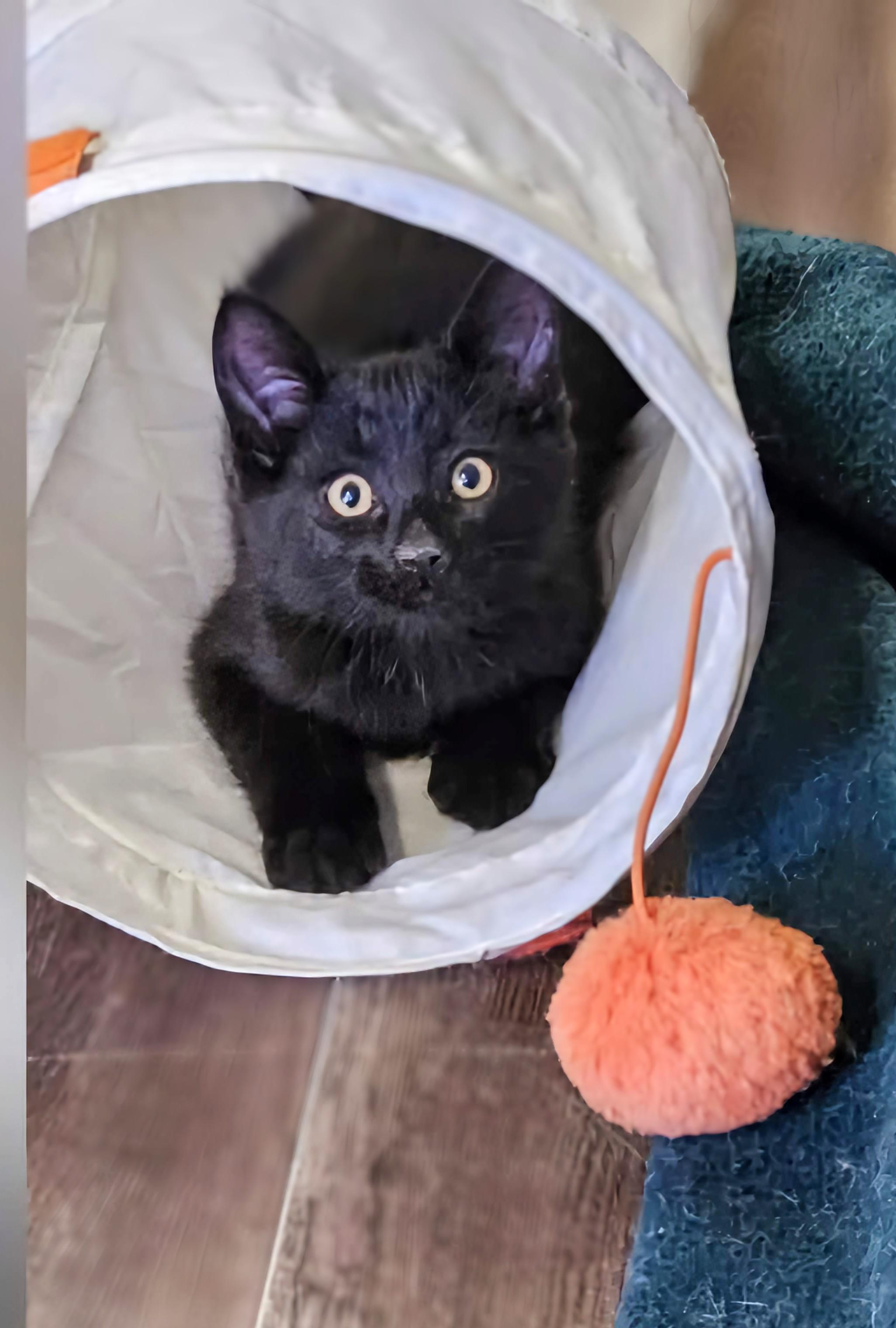 Newt, an adoptable Domestic Short Hair in Winnipeg, MB, R2L 0L6 | Photo Image 1