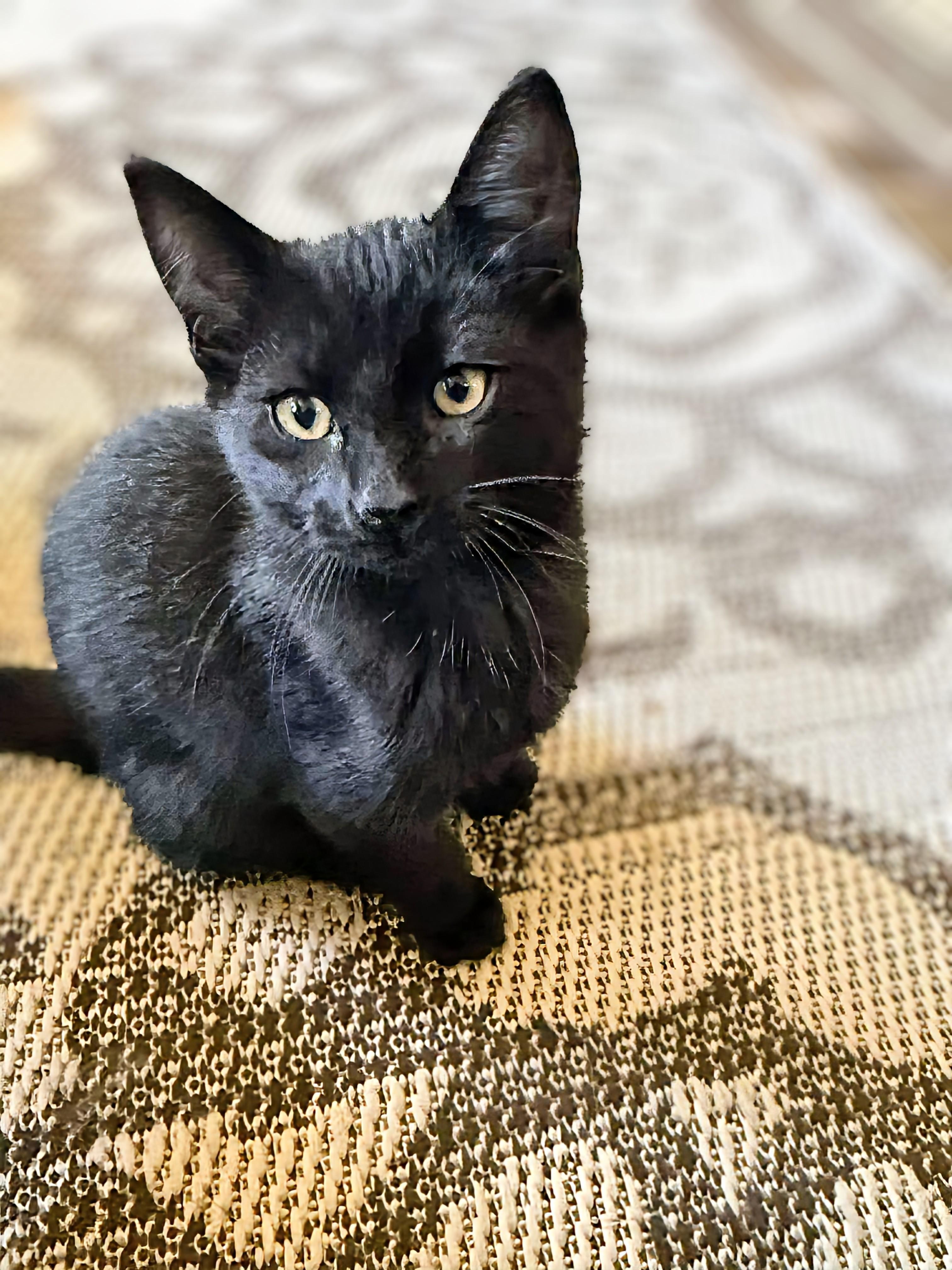Newt, an adoptable Domestic Short Hair in Winnipeg, MB, R2L 0L6 | Photo Image 5