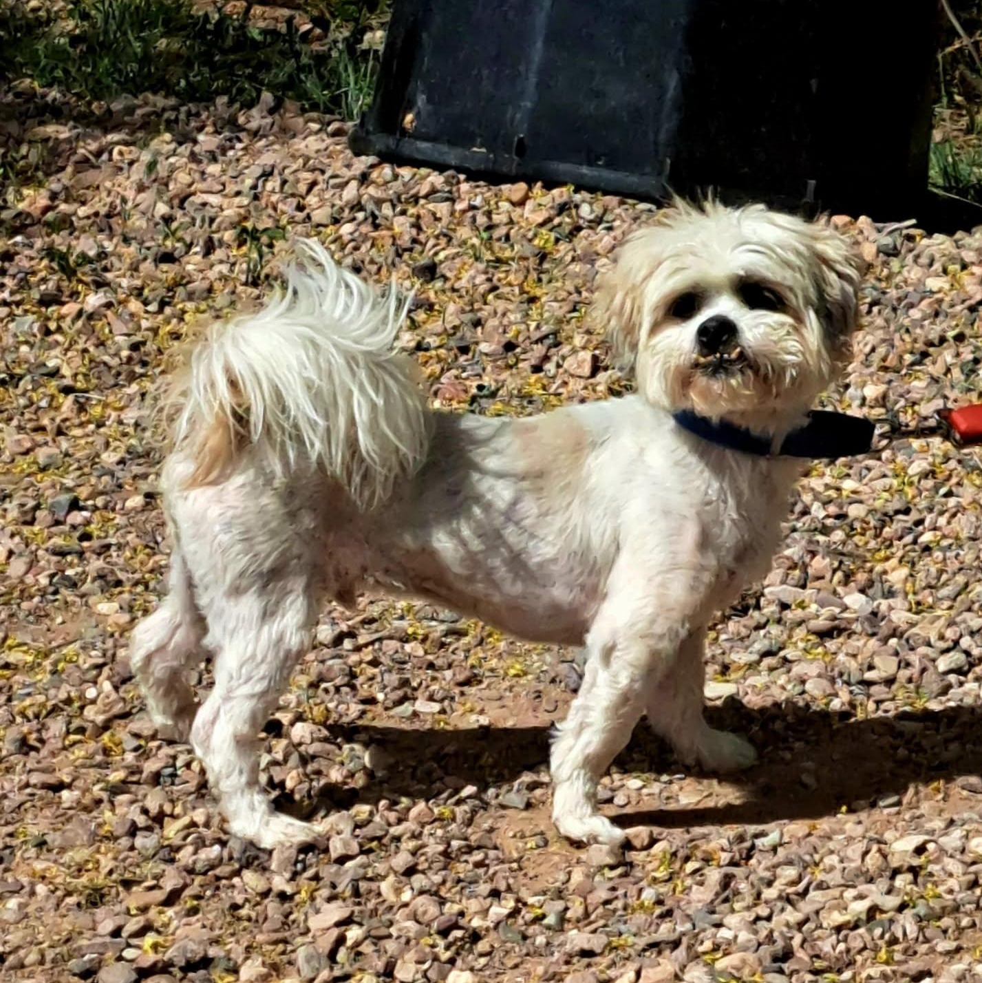 Enlarge Gordo, a ADOPTABLE Shih Tzu in Tucson, AZ image 1/3