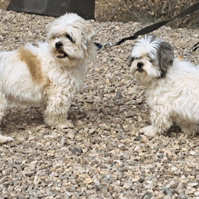 Enlarge Gordo and Mishna, a ADOPTABLE Shih Tzu in Tucson, AZ image 2/2