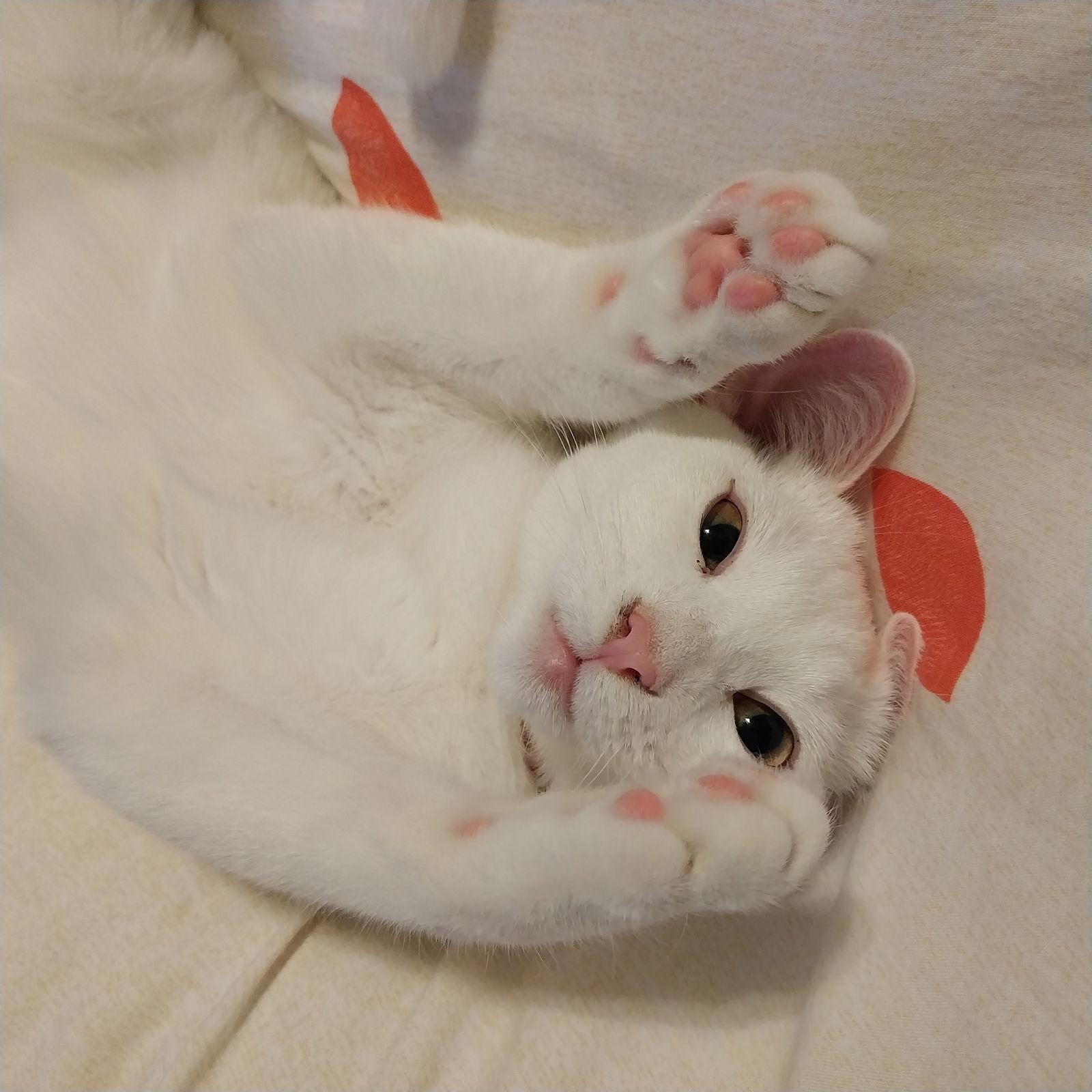 Purscilla #sister-of-Catalina, Adoptable, Young Female Domestic Short Hair.