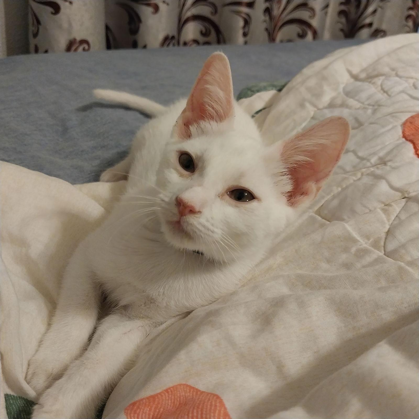 Purscilla #sister-of-Catalina, a Adoptable Domestic Short Hair in Houston, TX image 2/3