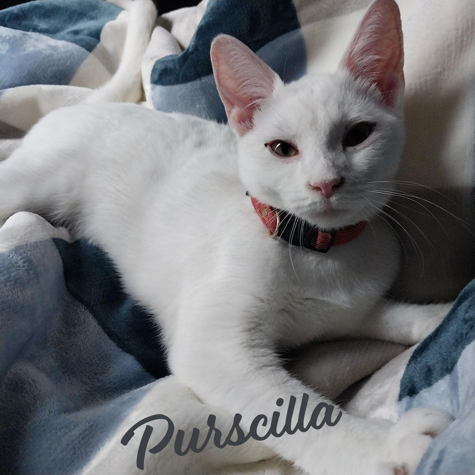 Purscilla #sister-of-Catalina, a Adoptable Domestic Short Hair in Houston, TX image 3/3