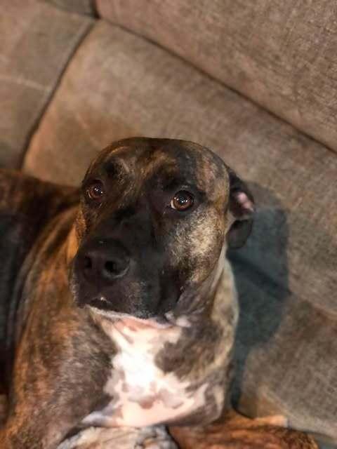 Enlarge Buford, a Adoptable mixed breed in Indianapolis, IN image 1/6