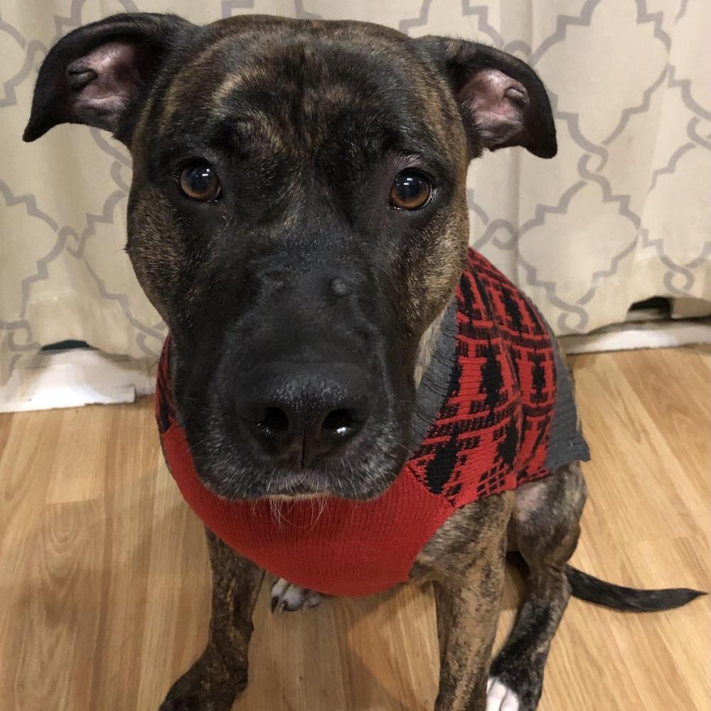 Buford, Adoptable, Adult Male Pit Bull Terrier.