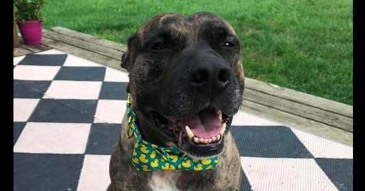 Enlarge Buford, a Adoptable mixed breed in Indianapolis, IN image 2/6